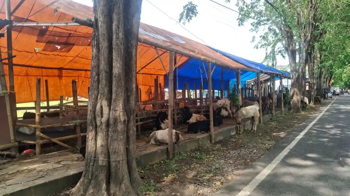 Harga Kambing Kurban Merangkak Naik di Sumenep, Pasar Hewan Kian Bergairah