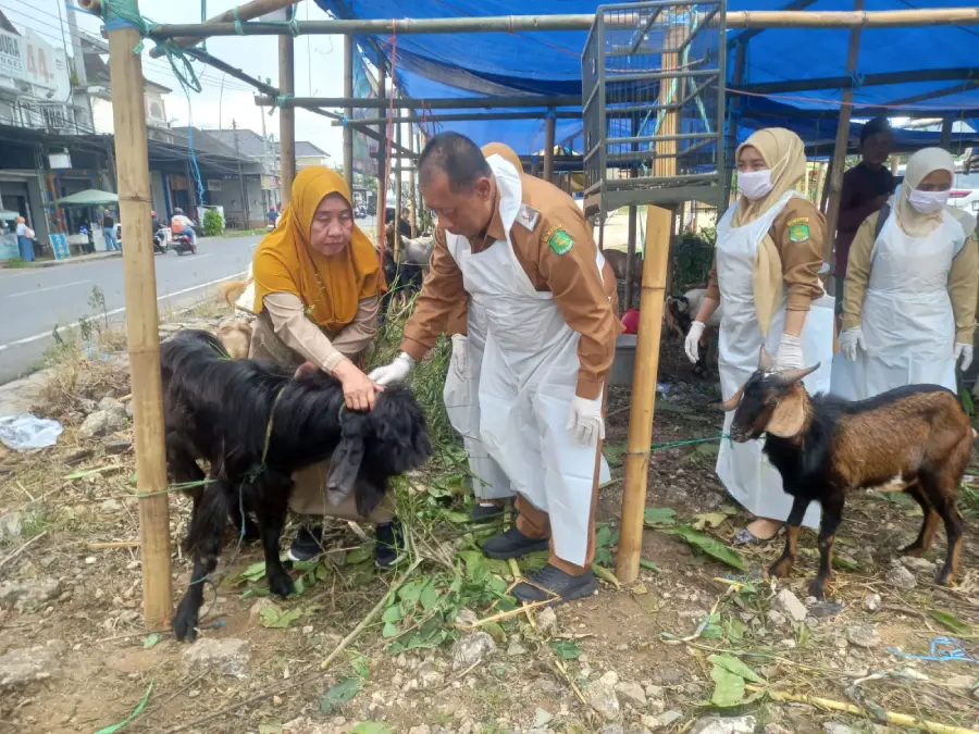DKPP Sumenep Permudah Penerbitan Rekomendasi Hewan Kurban, Pedagang Cukup Hubungi Petugas